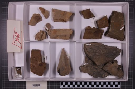 mixed taxa, stratigraphic collection