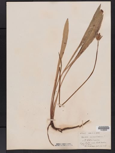 Agoseris
