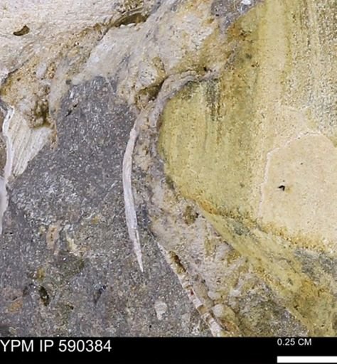 Protocardia?