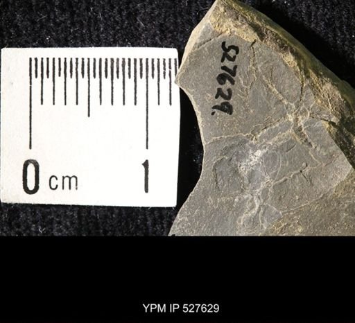 Ophiuroidea