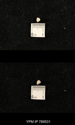 undet. Bryozoa
