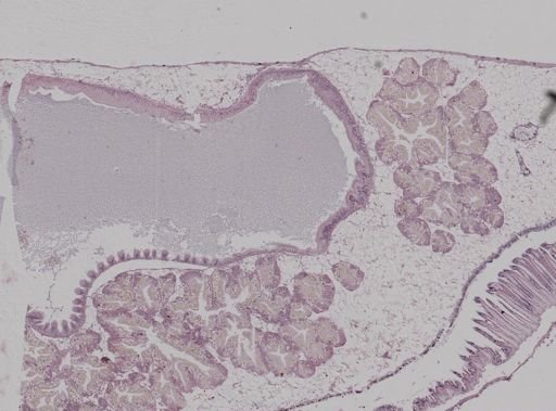 Crepidula