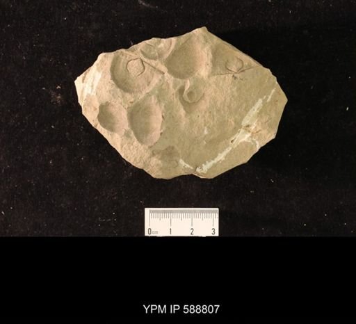 Strophomena plattinensis