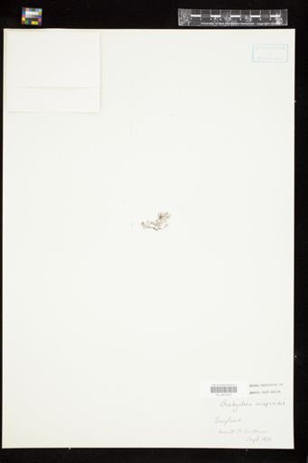 Bostrychia scorpioides