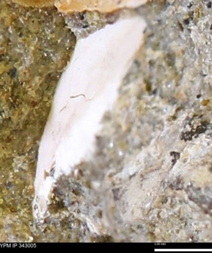 undet. Bivalvia