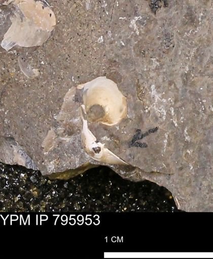 Protocardia