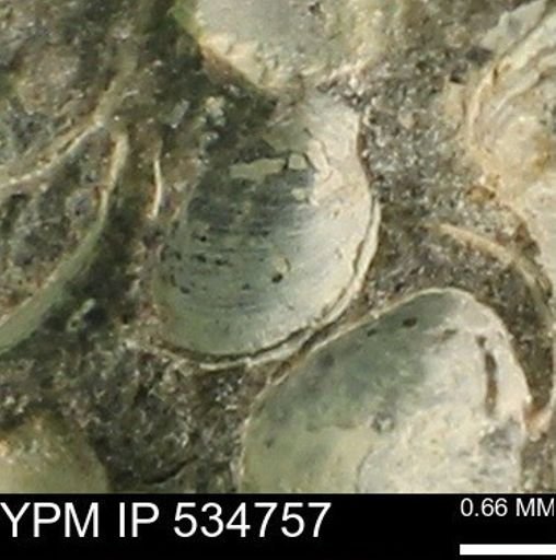 Protocardia subquadrata