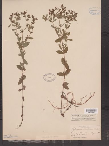 Hypericum ellipticum