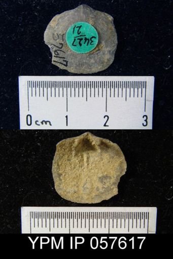 Rhipidomella oblata