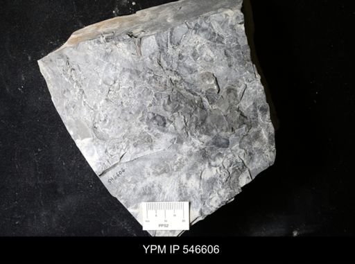 undet. Eurypterida