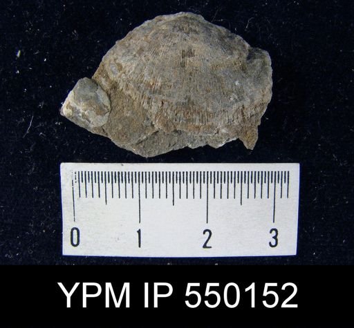 Orthotetella wolfcampensis