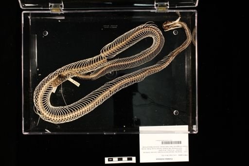 Crotalus molossus