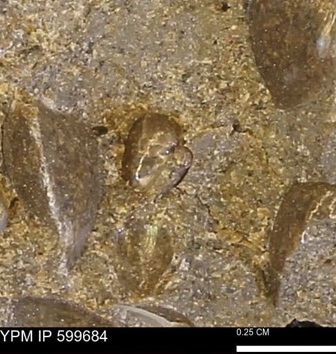 Corbulamella?