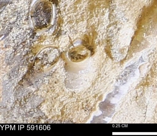 Serpulidae