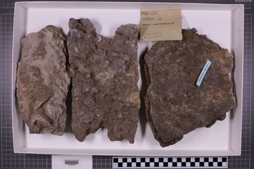 mixed taxa, stratigraphic collection