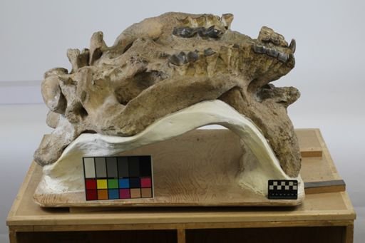 Diploclonus amplus