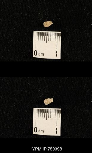undet. Bryozoa