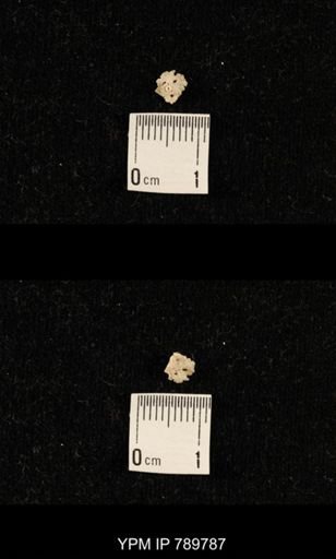 undet. Crinoidea