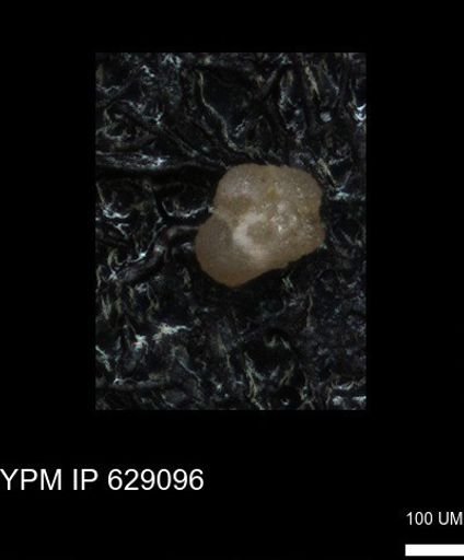 undet. Globigerinina