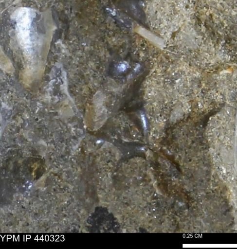 undet. Scaphitidae