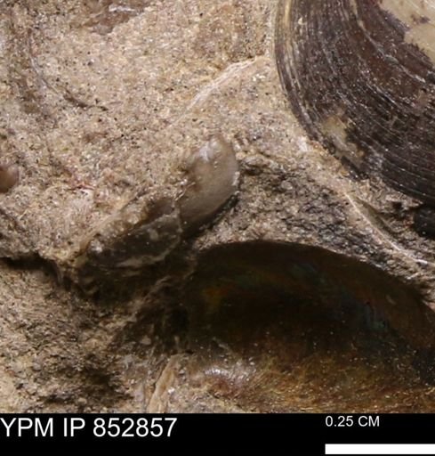 Limopsis striatopunctatus