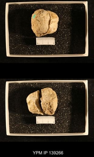 Productus (Dictyoclostus) sp.