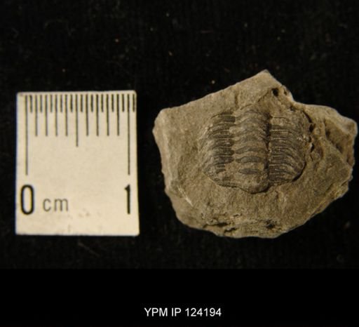 Phacops rana