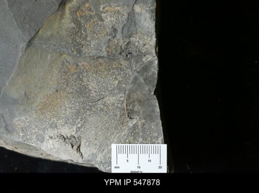 undet. Eurypterida