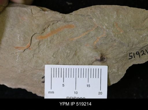 Ichnofossil
