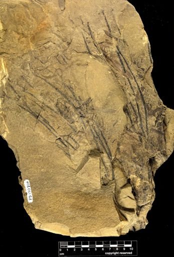 Lepidodendron sp.