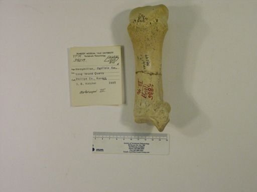 Aphelops malacorhinus
