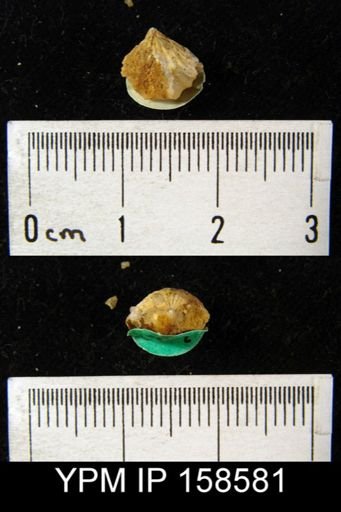 Rhynchonella vicina