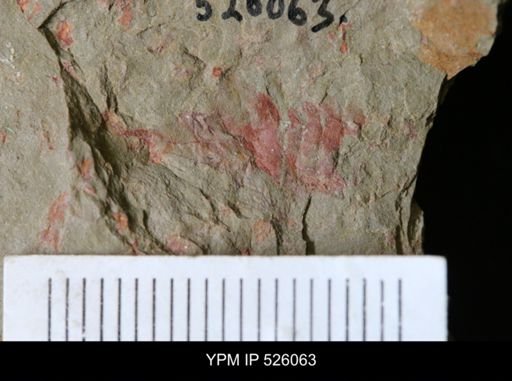 undet. Arthropoda