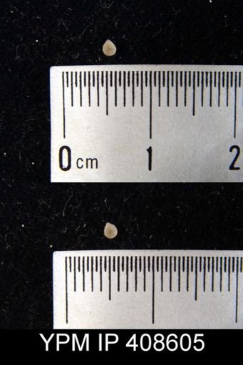 Dielasma?