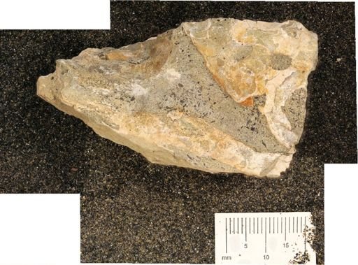 Baculites?