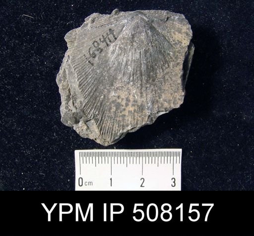 Strophodonta radiata