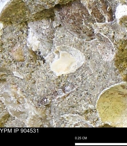 undet. Bivalvia