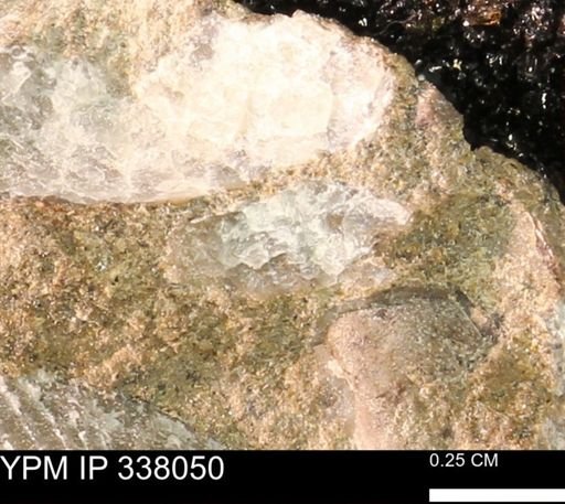 undet. Bivalvia