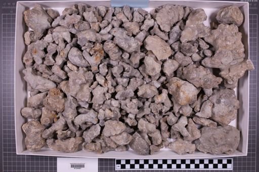 mixed taxa, stratigraphic collection