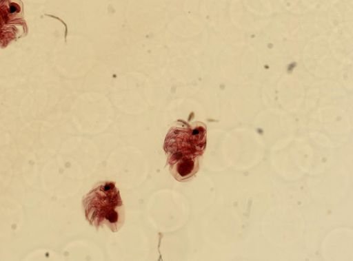 Podon leuckartii