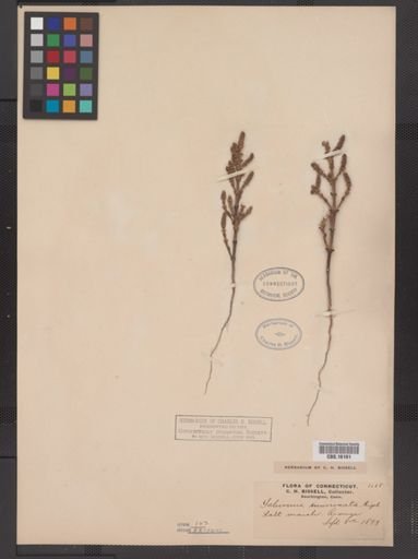 Salicornia bigelovii