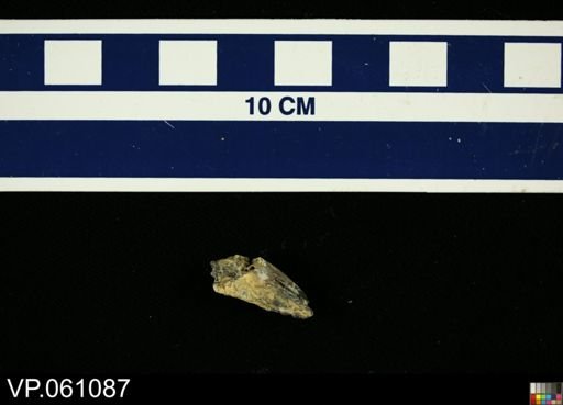 Actinopterygii