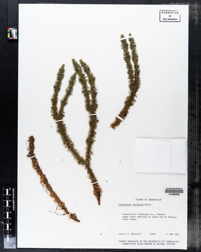 Plantae