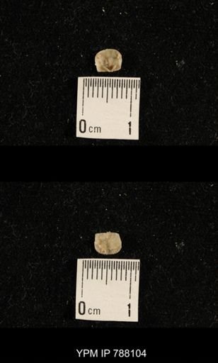 undet. Orthotetoidea