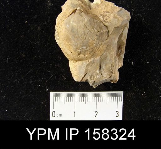 Meristella champlaini
