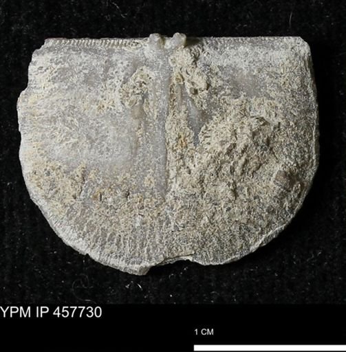 Strophodonta sp.