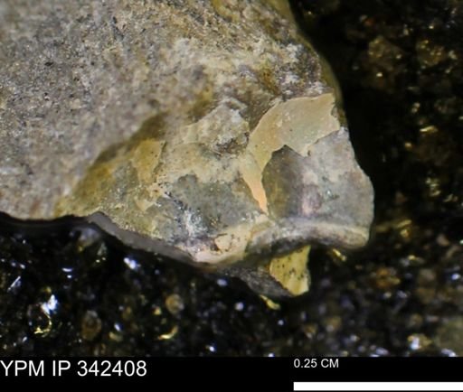 undet. Ammonoidea