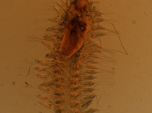 Nemidia?