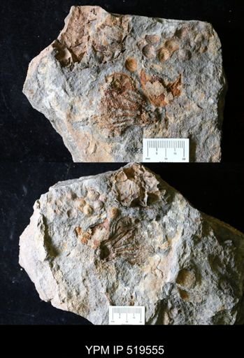 undet. Rhodocrinitidae
