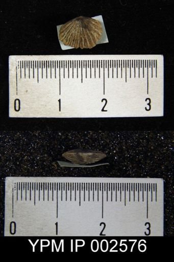 Orthis sp.
